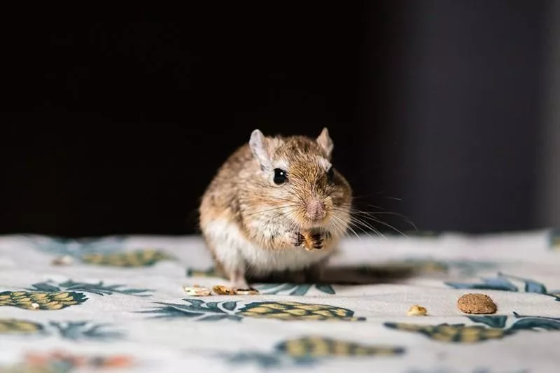 Gerbil