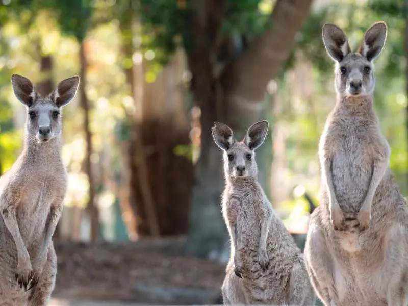 Australia Zoo