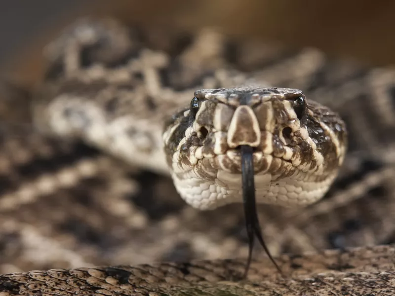 Eastern Diamondback