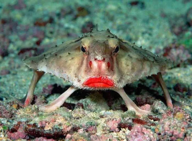 The frowning Batfish