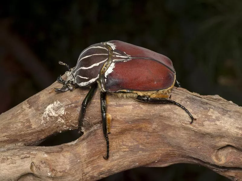 Goliath Beetle