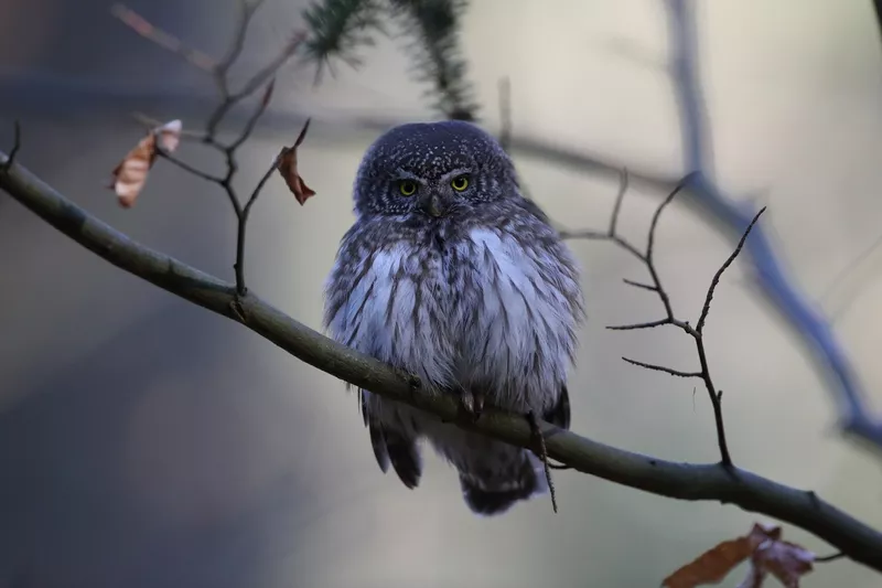 Pygmy owl