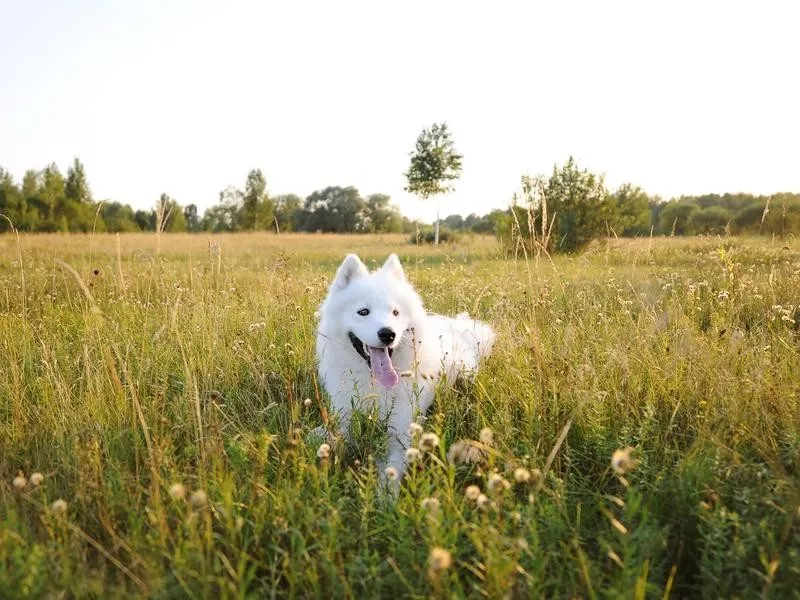 Samoyed