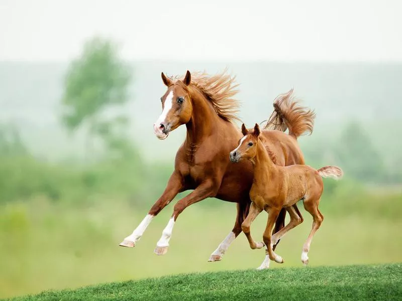 Running horse