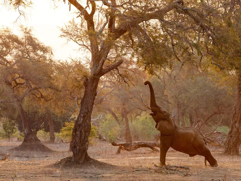 Elephant in Mana Pools National Park in Zimbabwe