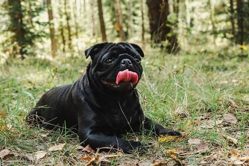 pug laying outside