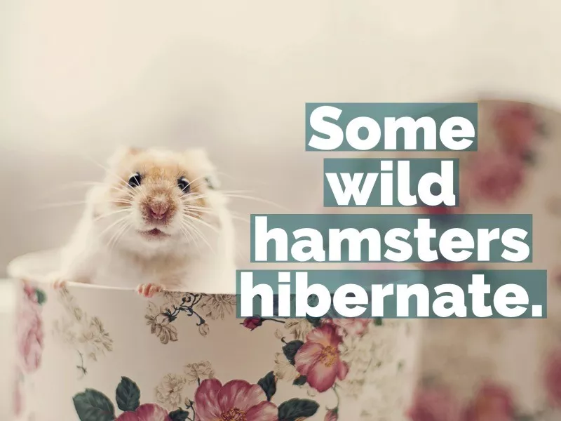 hamster