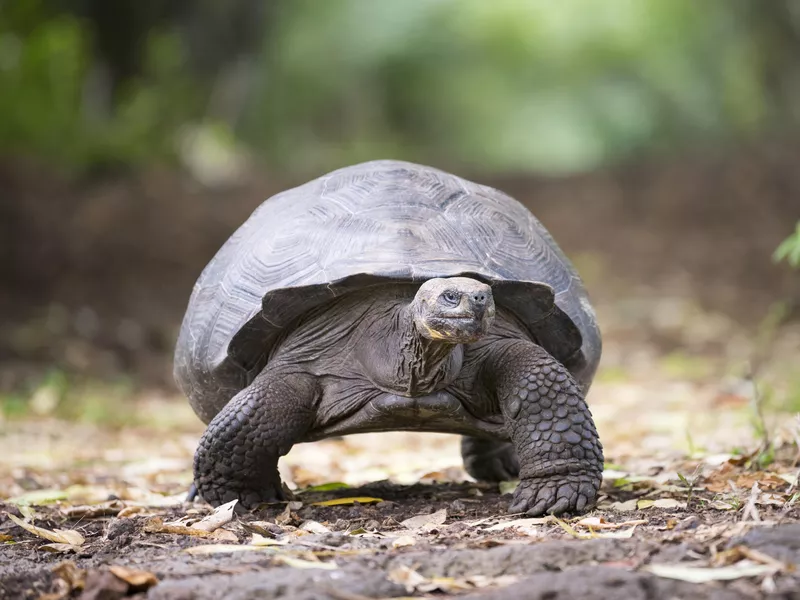 Giant Tortoise