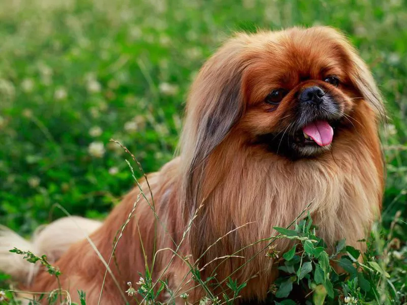 Pekingese, a small shaggy dog breed