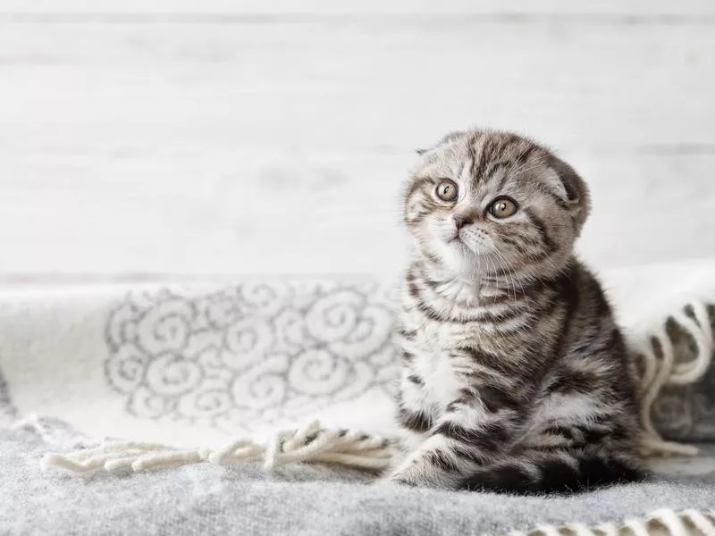 Scottish Fold cat