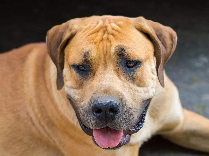 Boerboel