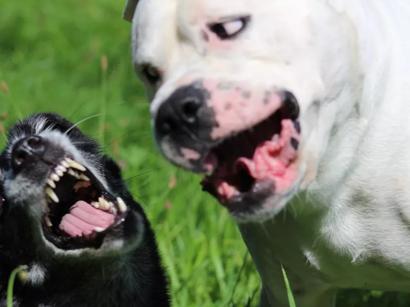 Black Dog and white Dog Dogo Argentino nature Green meadow just in positiv context