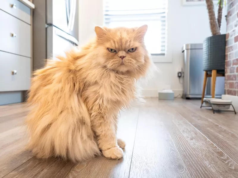 Persian cat