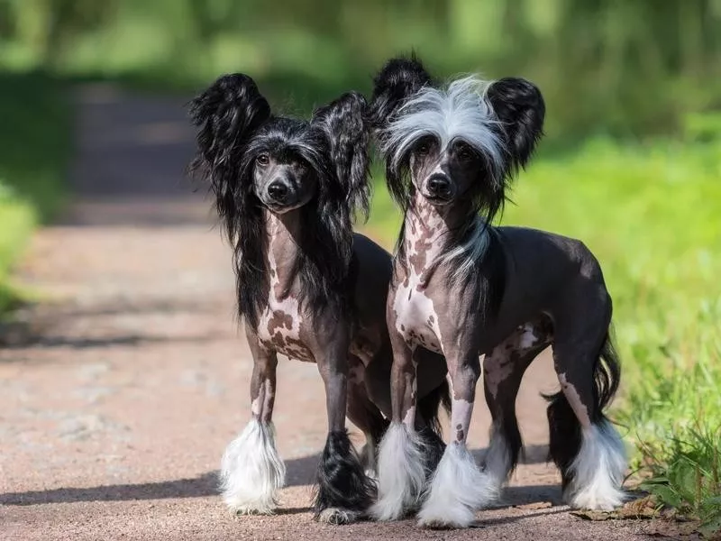 Chinese Crested