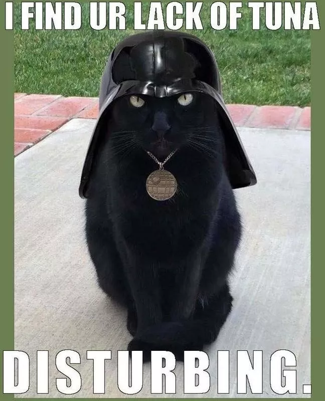 Cat in a Darth Vader helmet