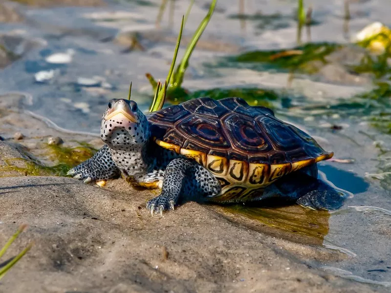 Diamondback Terrapin