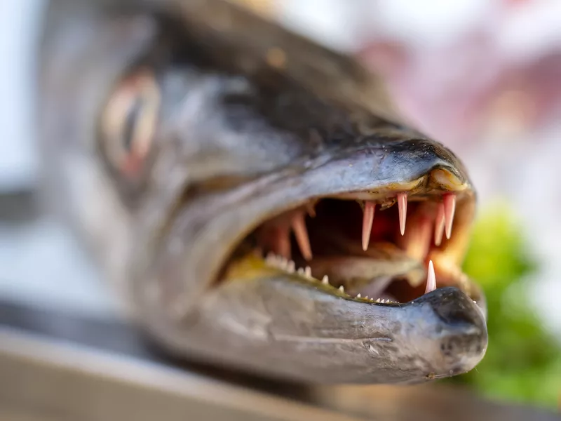 Close up on barracuda teeth