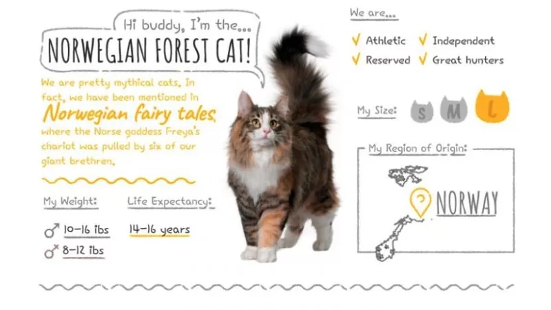 Norwegian Forest stats