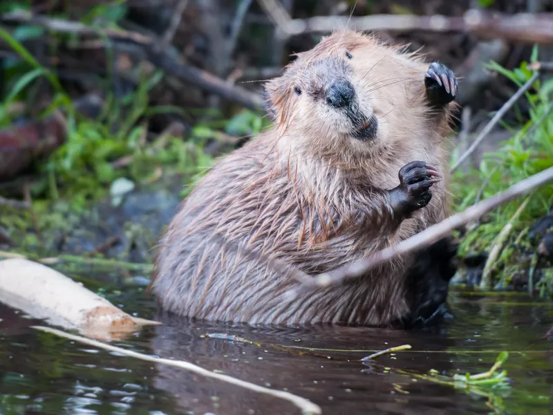 Beaver