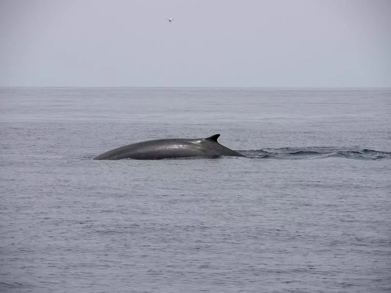 Fin Whale