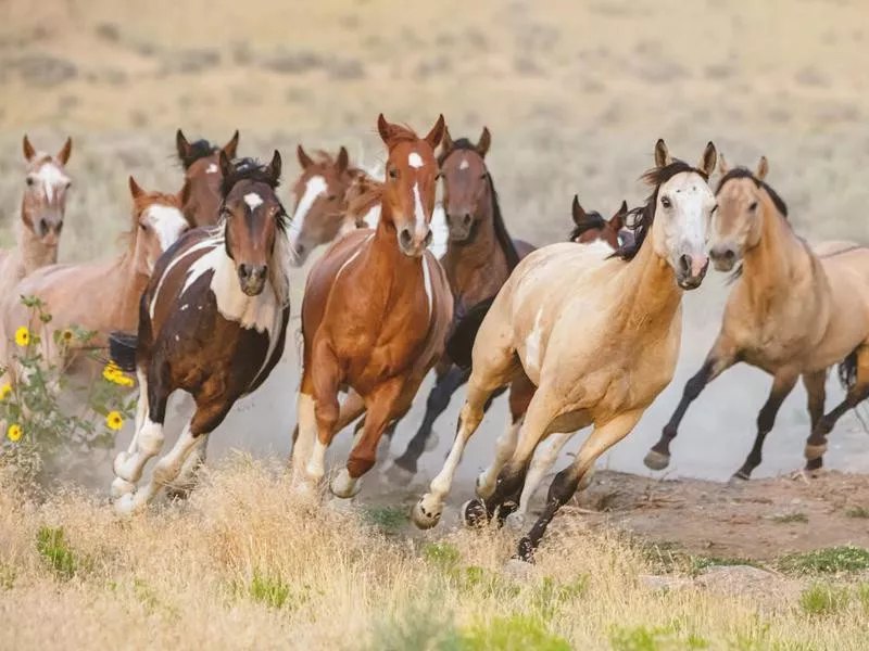 Mustang