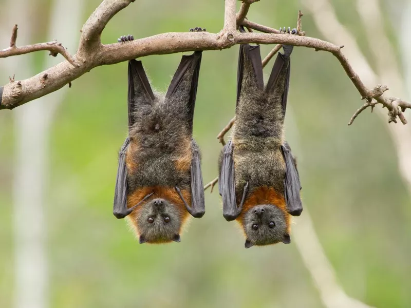 Bats