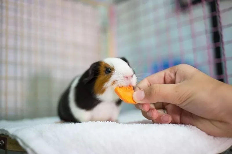 Guinea Pig