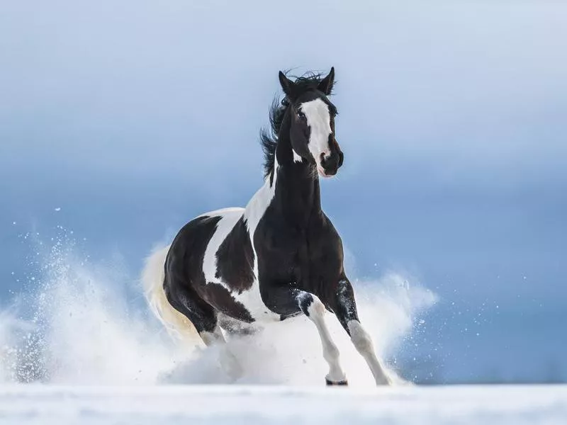 American Paint Horse