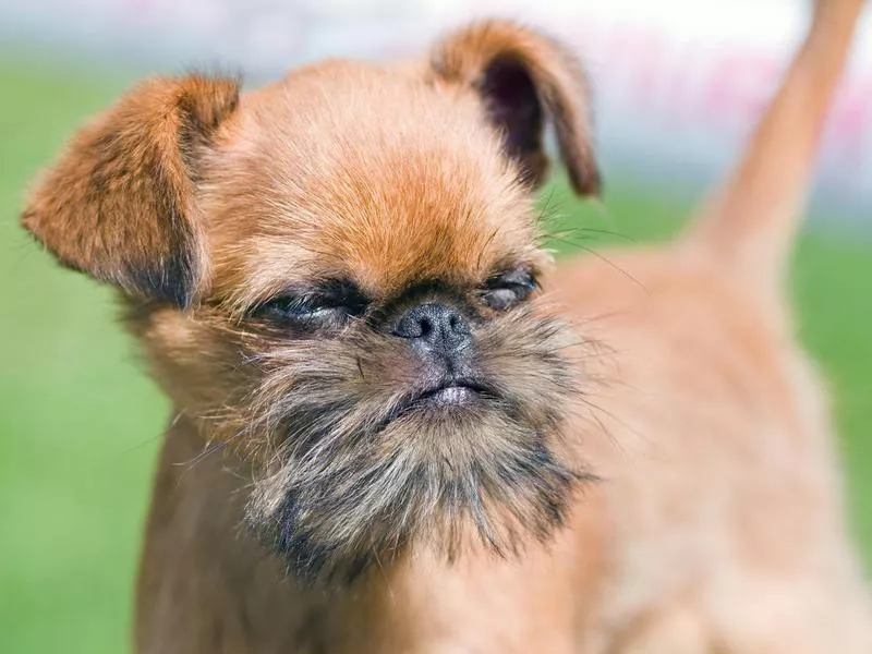 Brussels Griffon