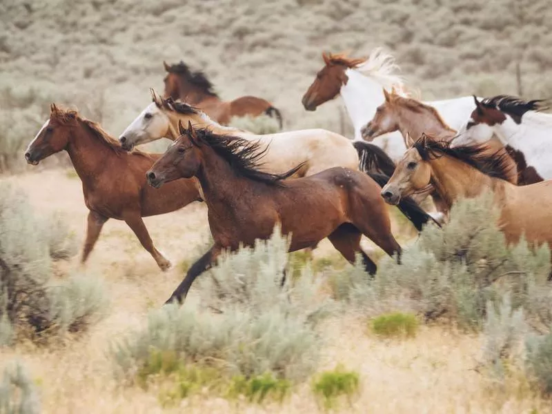 Cowboy lifestyle in Utah