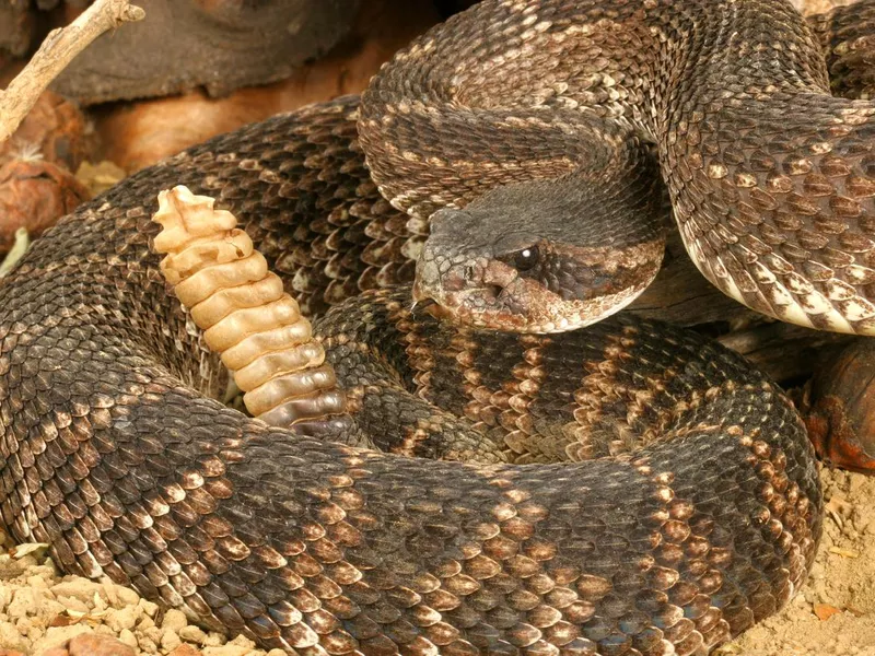 Rattlesnake