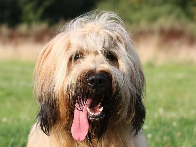 Briard