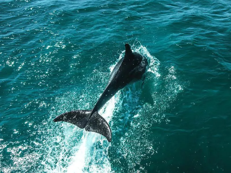 Dolphin in Isla Holbox