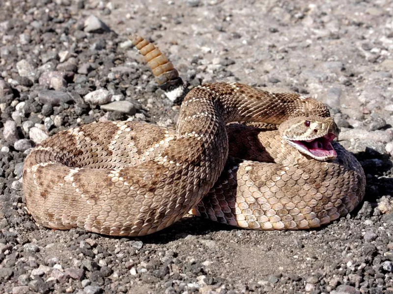 Rattlesnake