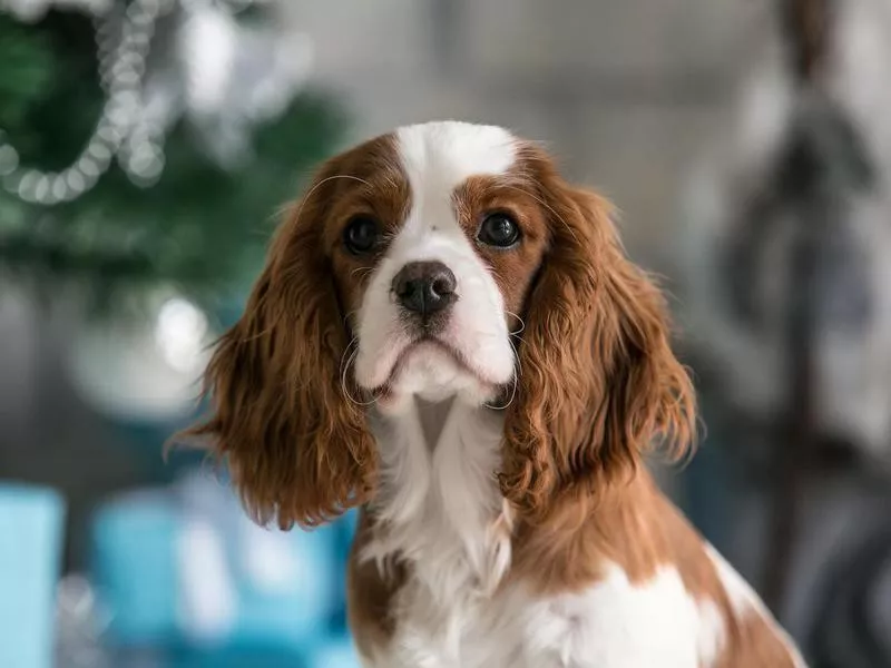 Cavalier King Charles Spaniel portrait