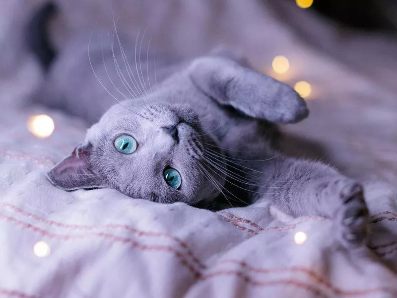 Russian Blue cat