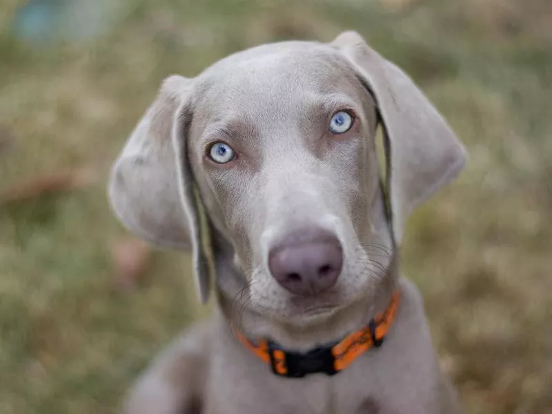 Weimaraner dog puppy