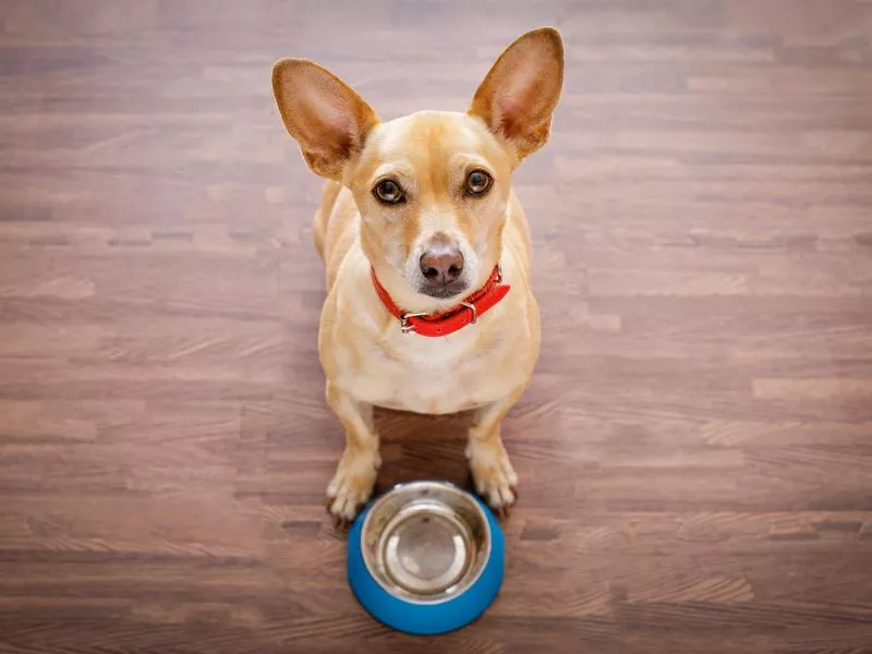 Dog waiting to be fed