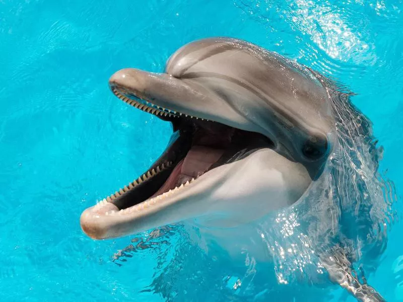 Smiling Dolphin