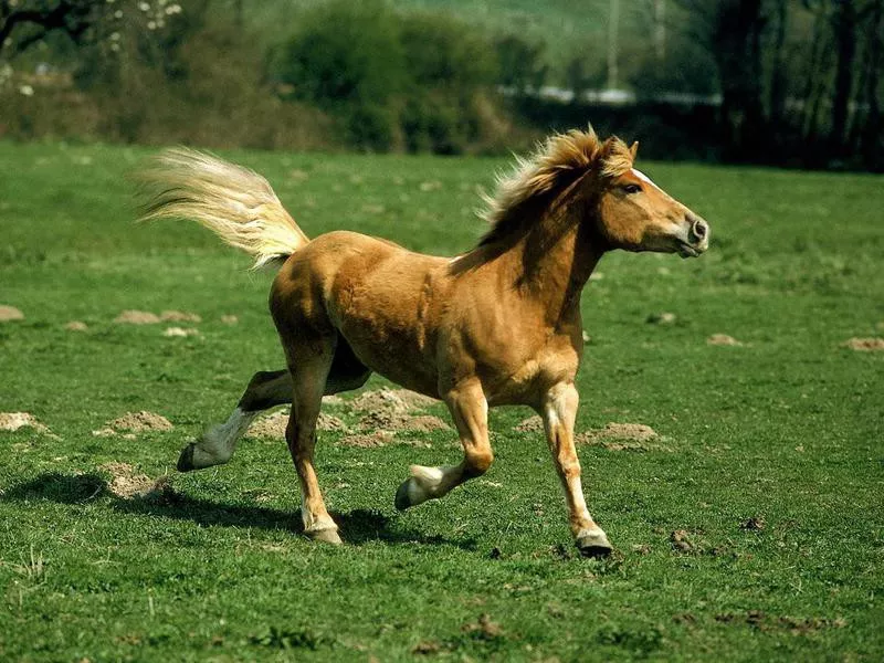 Haflinger trotting on grass