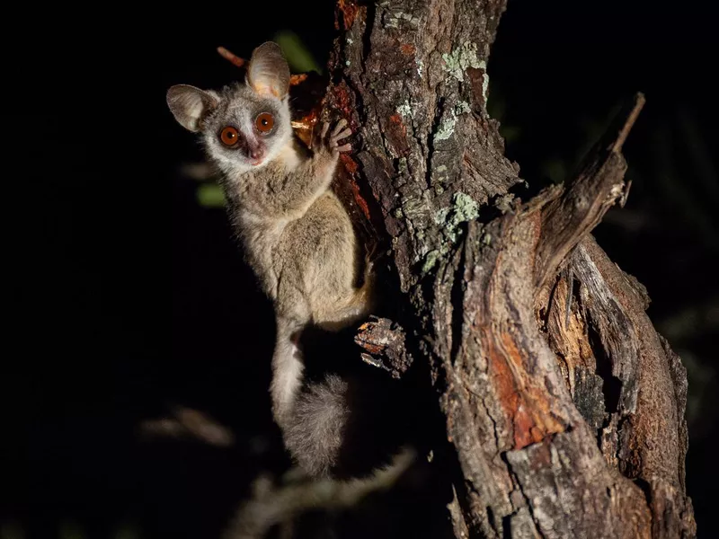 Bush Baby