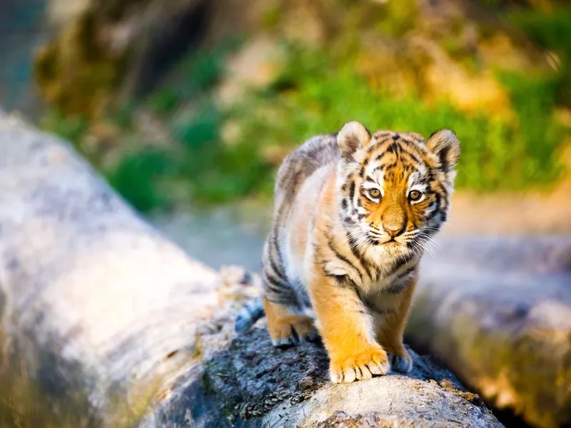 Small Tiger