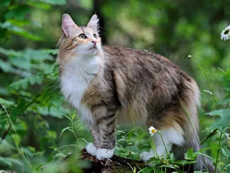 Norwegian Forest Cat