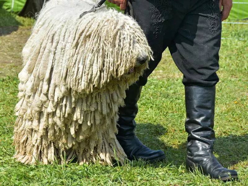 Komondor