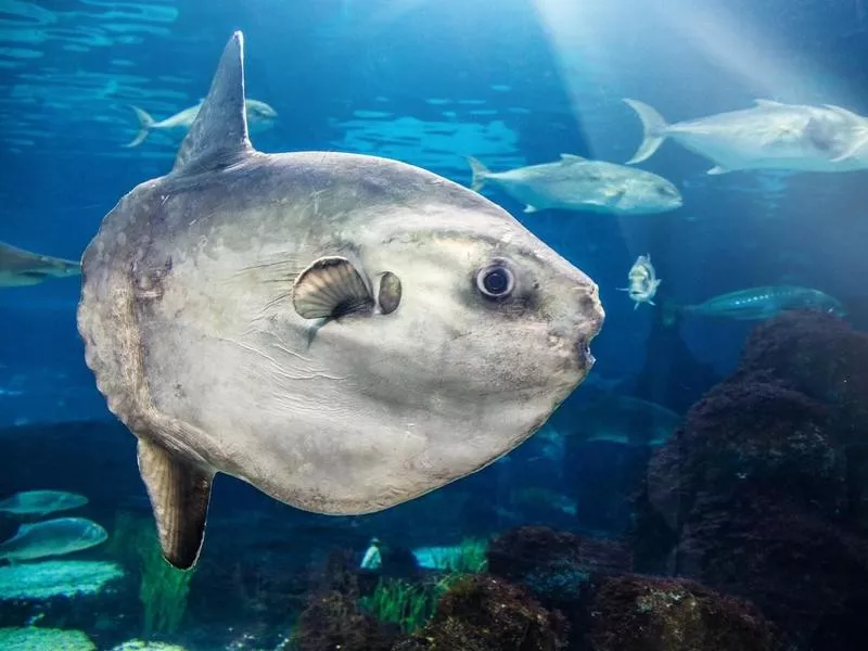 Ocean Sunfish