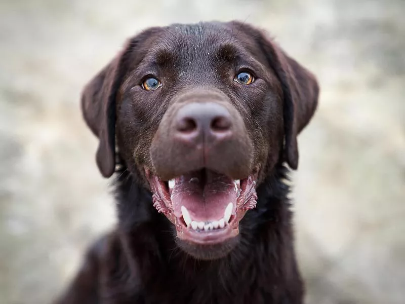 Friendly labrador with his mouth open