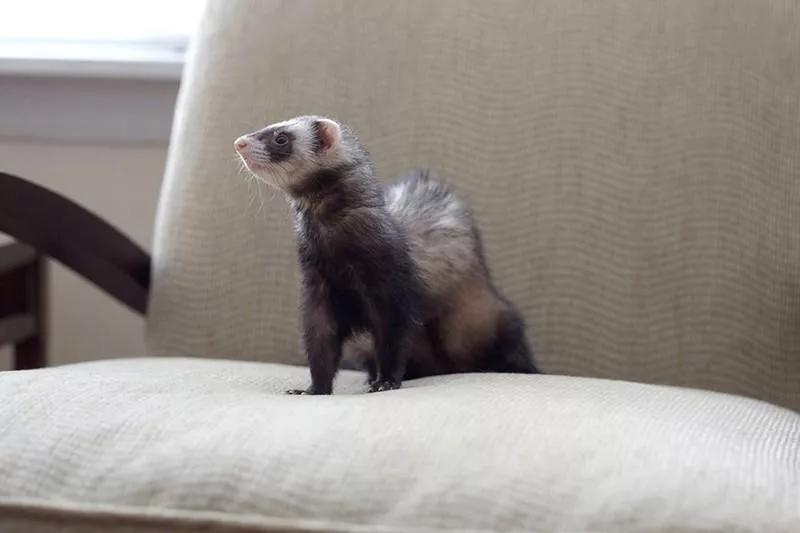 Ferret