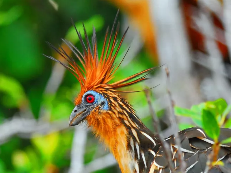 Stinkbirds are smelly animals