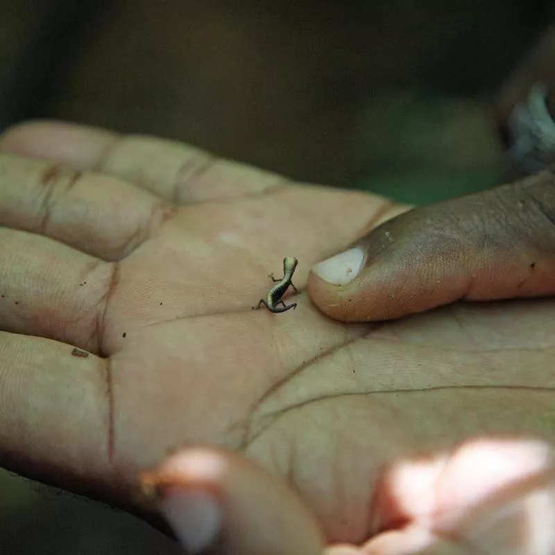 Brookesia minima in Madagascar