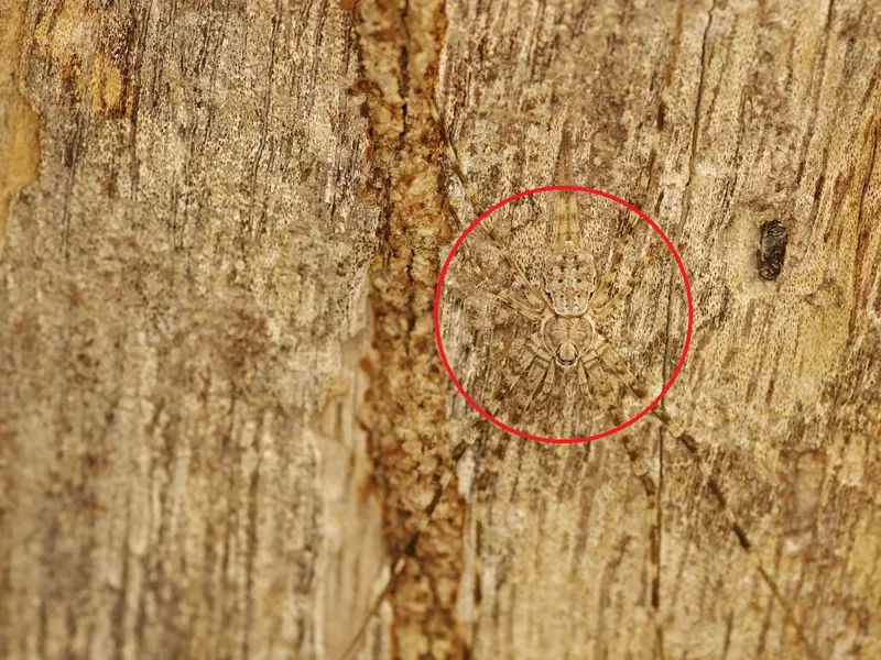 Spider found on tree bark